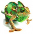 /album/chameleony/a4a9cc30de9-41711202-o2-1-jpg/